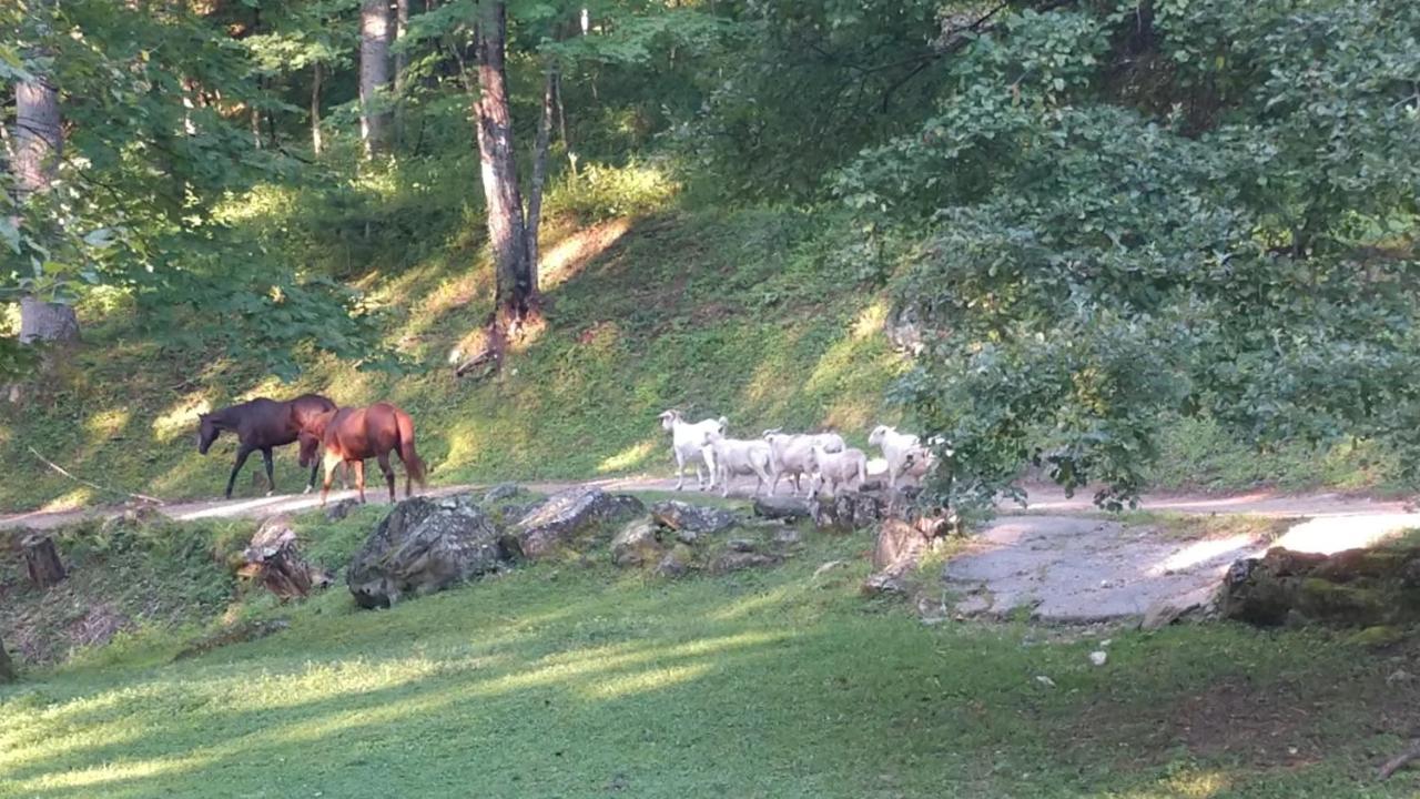 Arrowmont Stables & Cabins Cullowhee Esterno foto