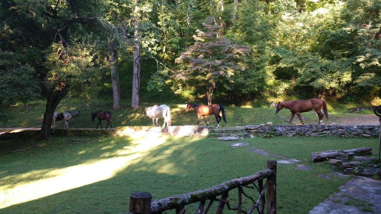 Arrowmont Stables & Cabins Cullowhee Esterno foto